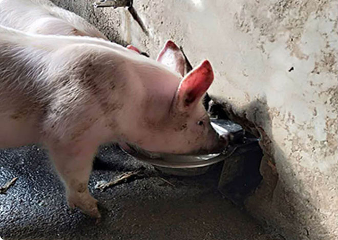 猪用不锈钢自动饮水系列