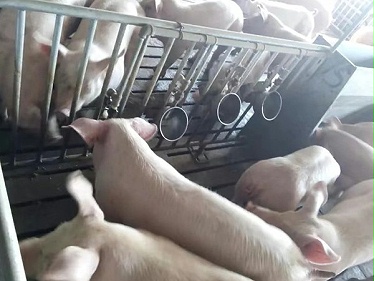 小懒猪教您如何去鉴别买到的猪用饮水设备是不是不锈钢的