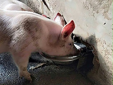小懒猪农牧列举的这些猪用自动饮水器优缺点，你知道多少？