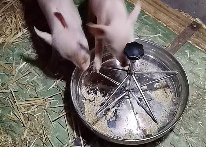 猪用不锈钢饲喂采食槽系列